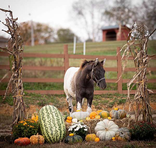 all-around-appaloosa-horse