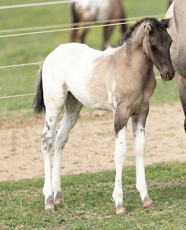 athletic-appaloosa-horse