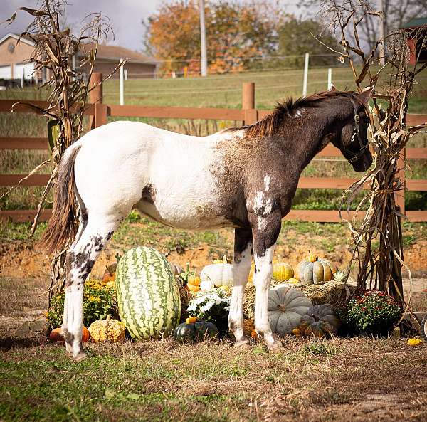 barrel-appaloosa-horse