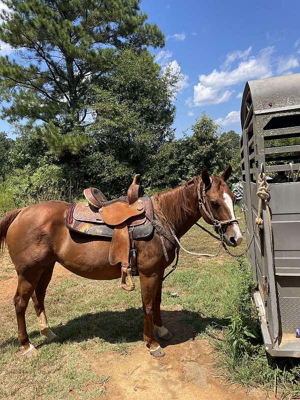 quarter-horse-mare