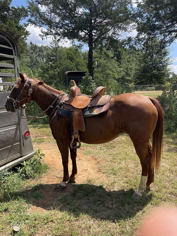 quarter-horse-for-sale