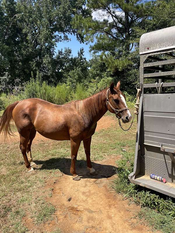 quarter-horse