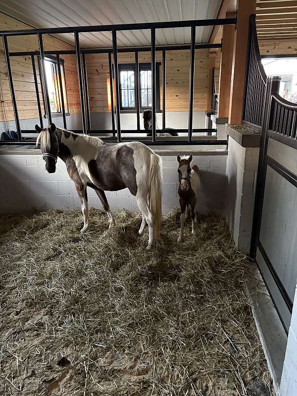 paint-pony-mare