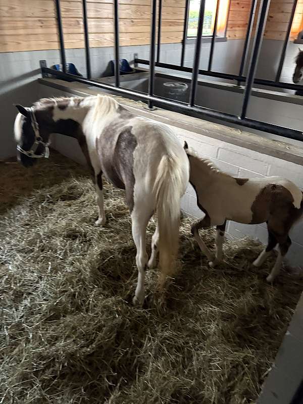 paint-pony-for-sale