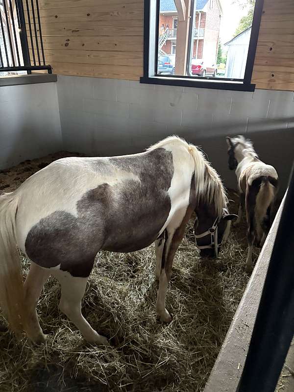 paint-pony