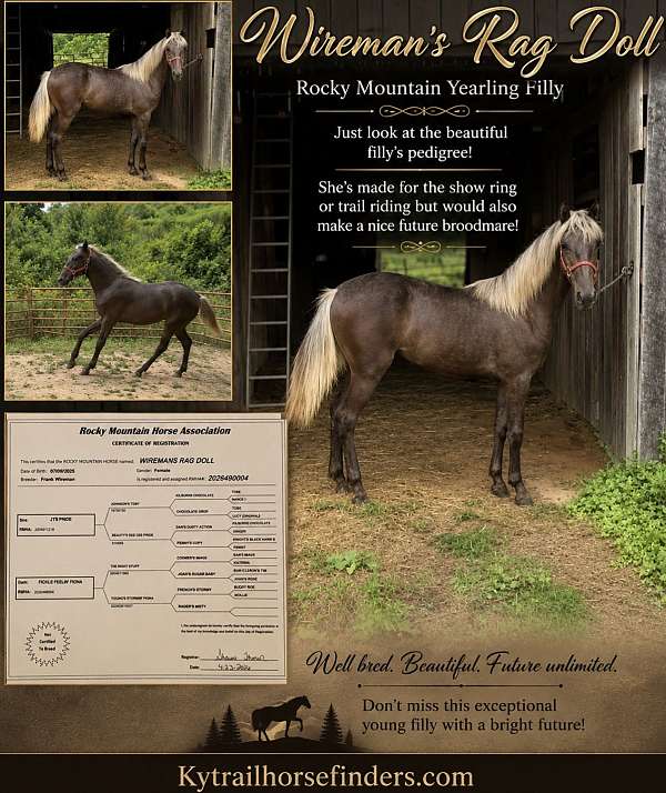 breeding-rocky-mountain-horse
