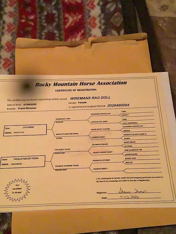 flashy-rocky-mountain-horse