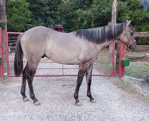 -14-hand-quarter-horse-colt