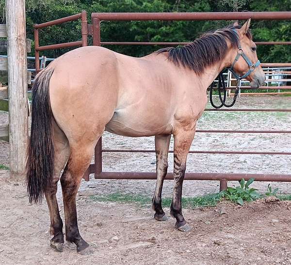 dun-factor-ranch-filly-yearling