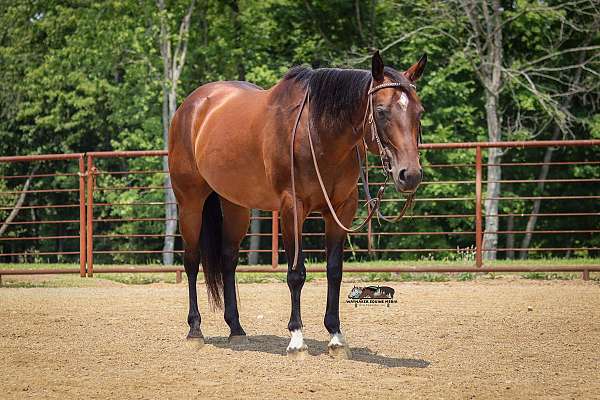 all-around-quarter-horse