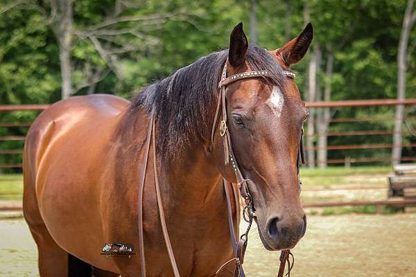 breeding-quarter-horse