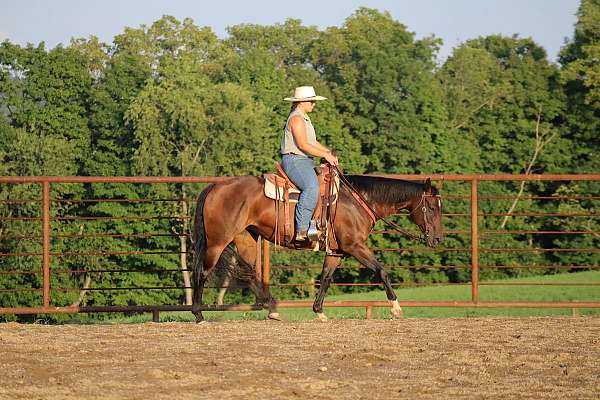 english-pleasure-quarter-horse