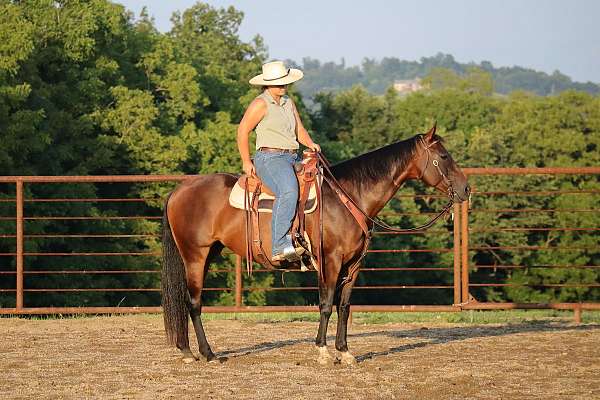 equitation-quarter-horse