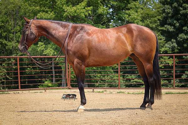 horsemanship-quarter-horse