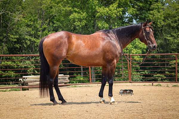 hunt-seat-equitation-quarter-horse