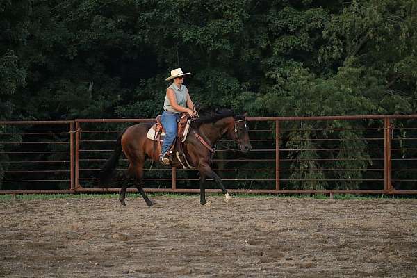 hunter-under-saddle-quarter-horse