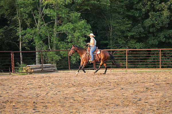 hunter-jumper-quarter-horse