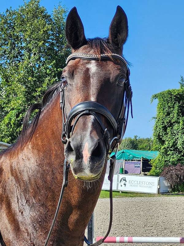 athletic-dutch-warmblood-horse