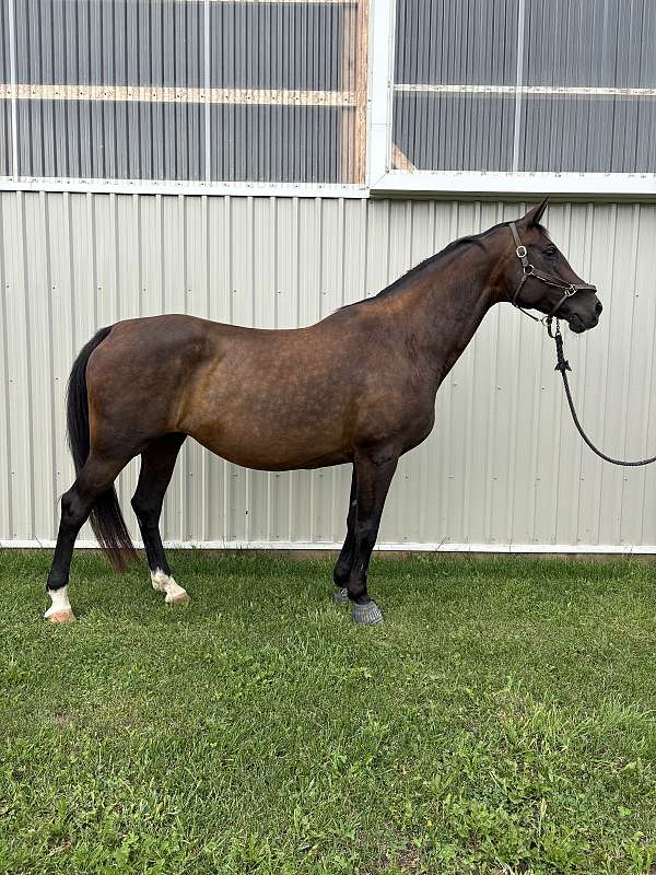 breeding-dutch-warmblood-horse
