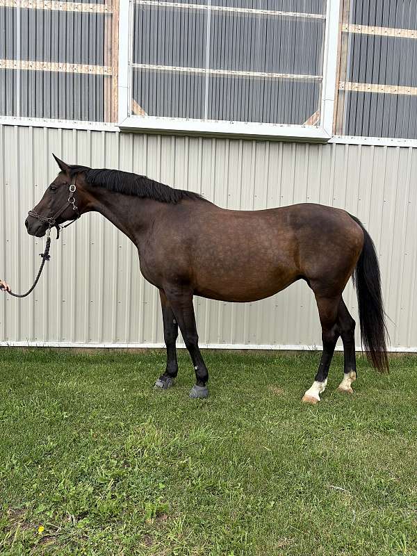 dressage-dutch-warmblood-horse