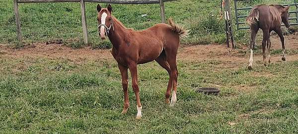 red-roan-roan-aqha-filly-weanling