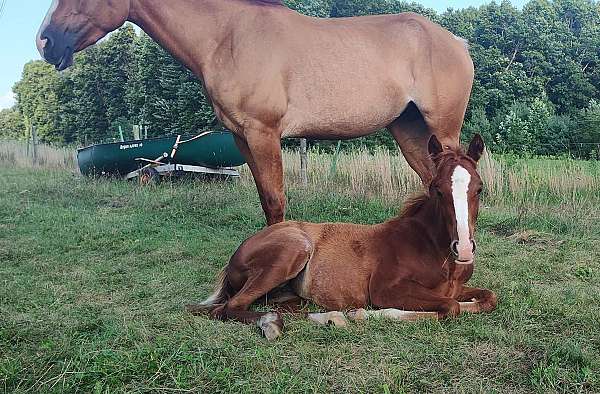 red-roan-roan-filly-weanling