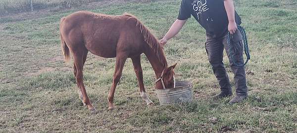 quarter-horse-filly