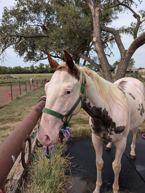 great-color-mare