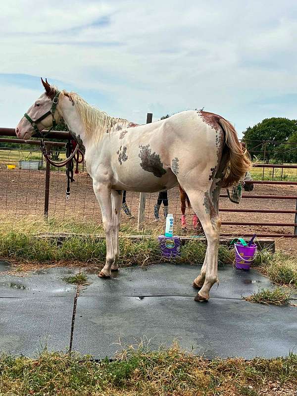 sabino-horse
