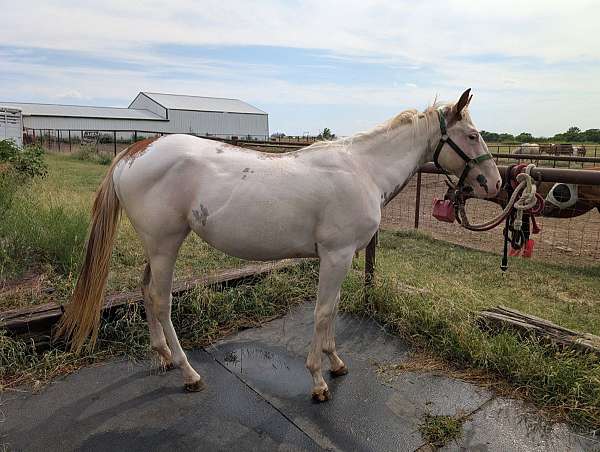 overo-sabino-horse