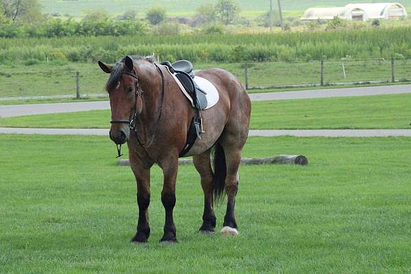 red-roan-color-draft-horse