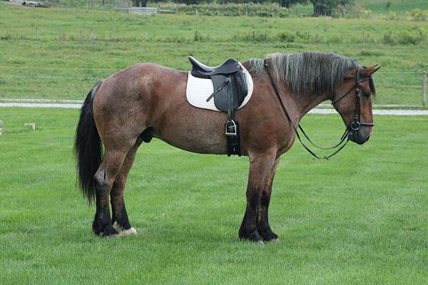 red-roan-color-horse