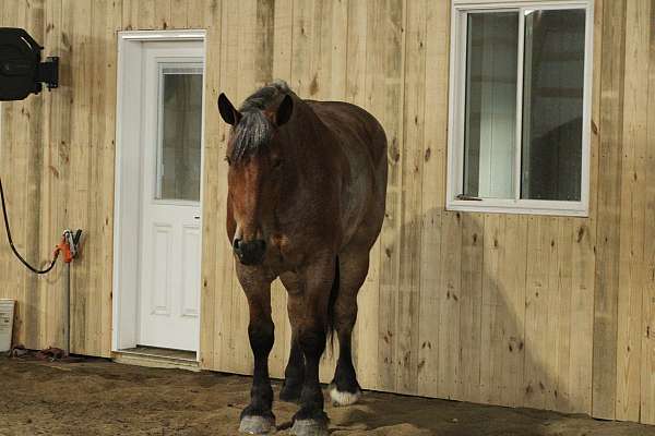 draft-cross-horse