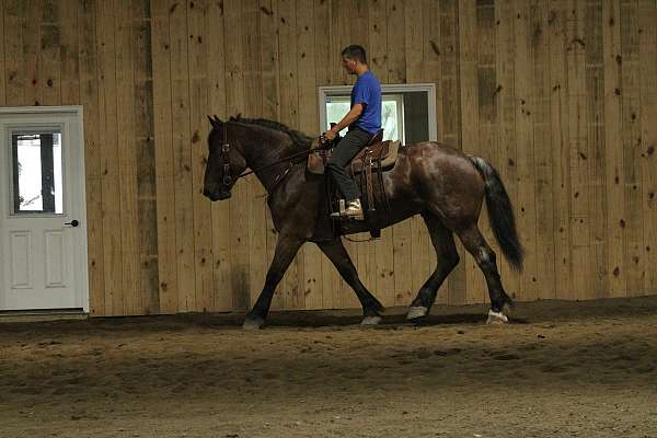 gentle-giant-draft-horse