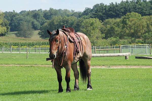 beautiful-draft-horse