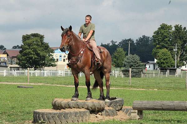 all-around-draft-horse