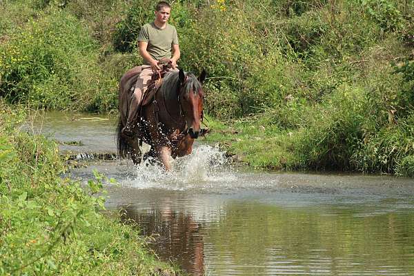 draft-horse
