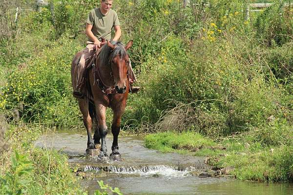 driving-draft-horse