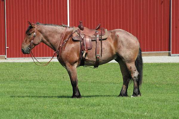 husband-safe-draft-horse