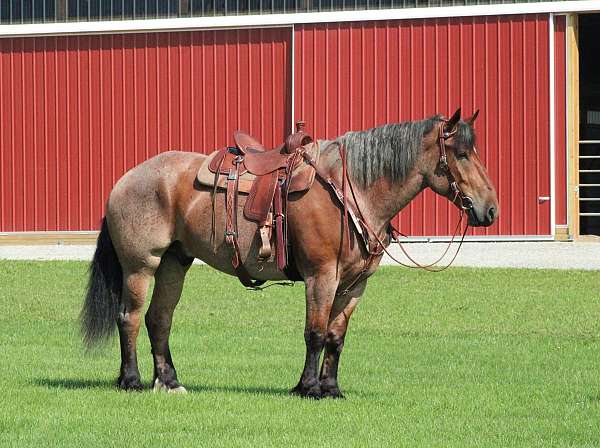 jumping-draft-horse