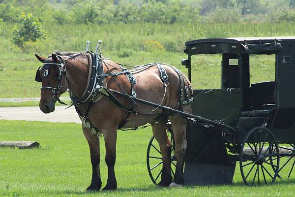 red-roan-color-gelding
