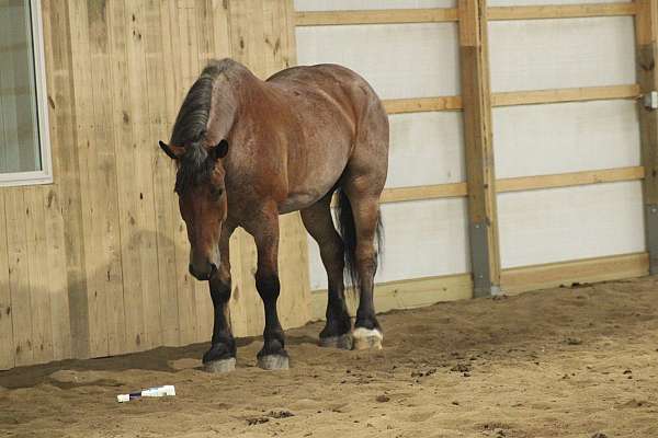 beautiful-draft-gelding