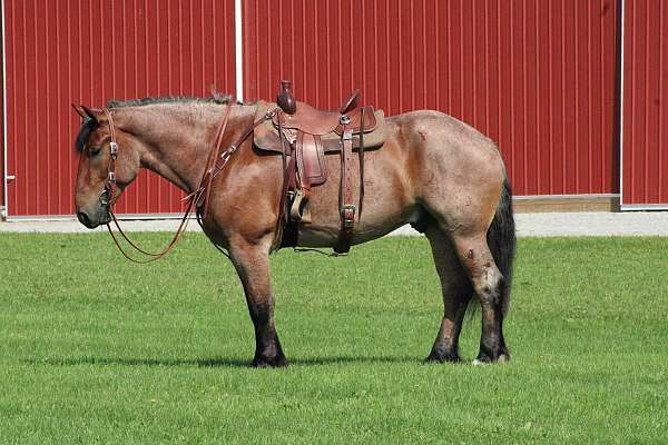 brabant-draft-horse