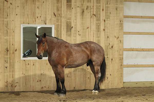 trail-horse-draft