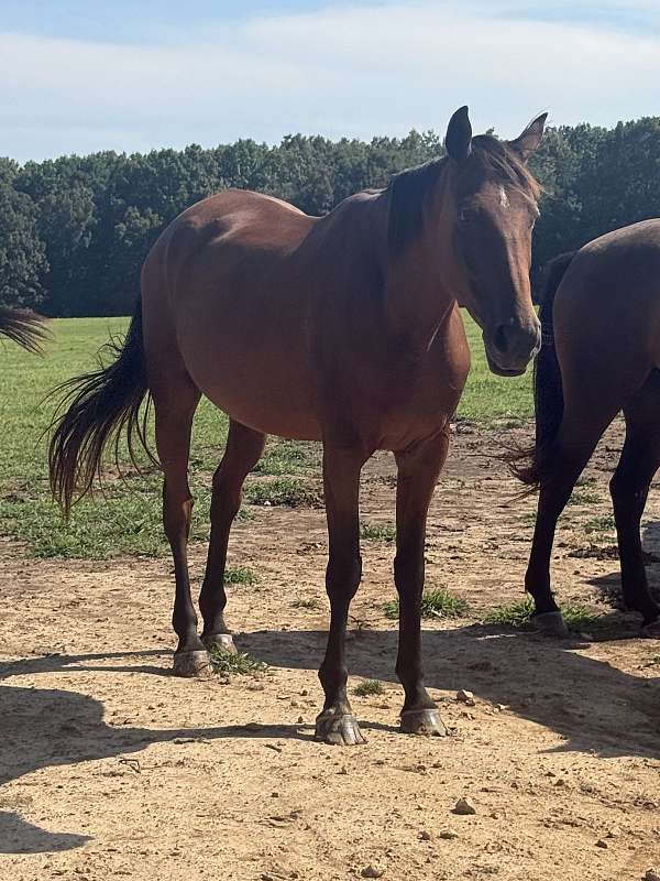 project-stallion-warmblood-horse