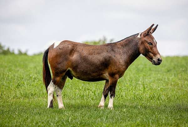 paint-pony