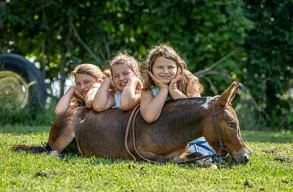 pinto-paint-pony