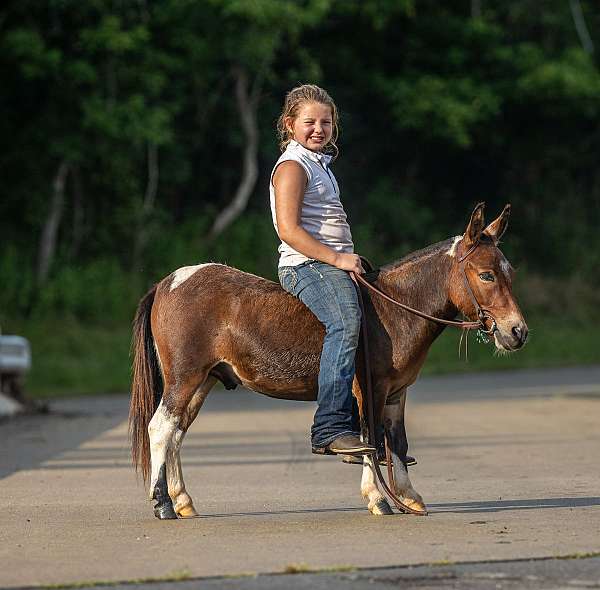 all-around-mule