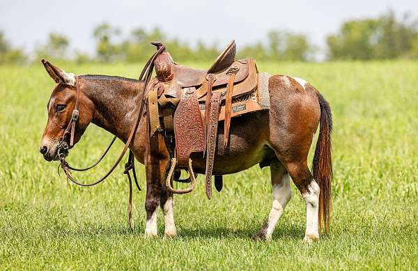 beginner-mule
