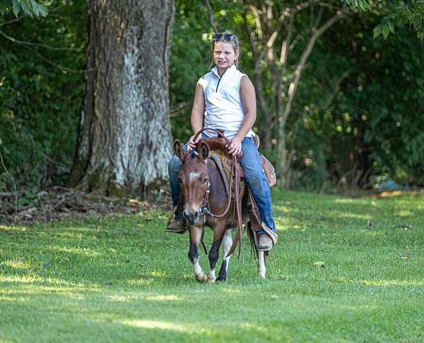 trail-mule